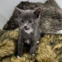 Photo of Ernie