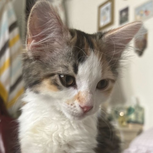 Marquise de Merteuil