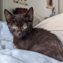 Photo of Shorty