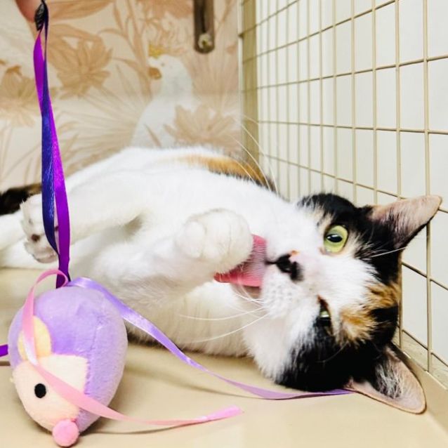 Photo of Luna   Located In Preston