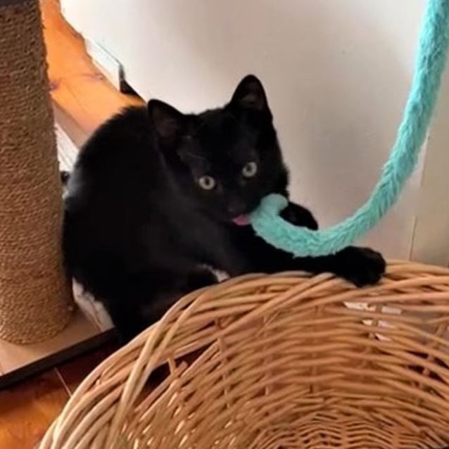 Photo of Bran ^Dandy Cat Rescue