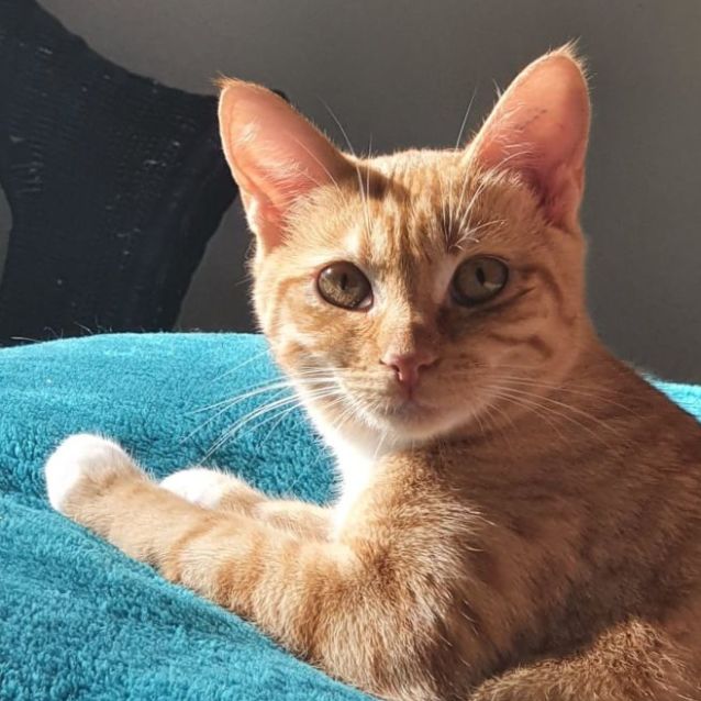 Photo of Shelby ^^Dandy Cat Rescue^^