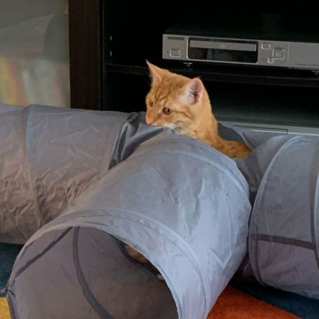 Photo of Cairo And Harlem