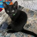 Photo of Selma Bouvier **2nd Chance Pet Rescue**