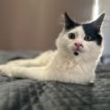 Photo of Sebastian **2nd Chance Cat Rescue**