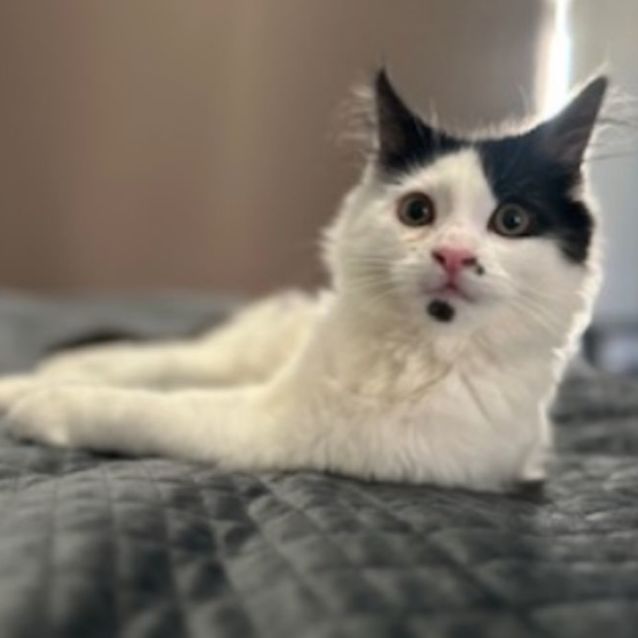 Photo of Sebastian **2nd Chance Cat Rescue**