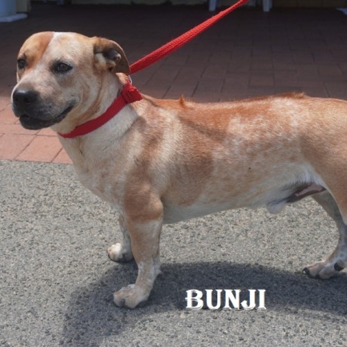 Bunji