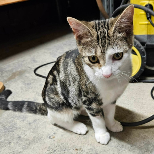 Judah ** 2nd Chance Cat Rescue **