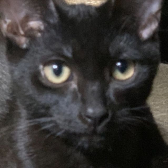 Photo of Louie