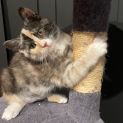 Photo of Maple