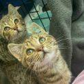 Photo of Mayday **2nd Chance Cat Rescue**