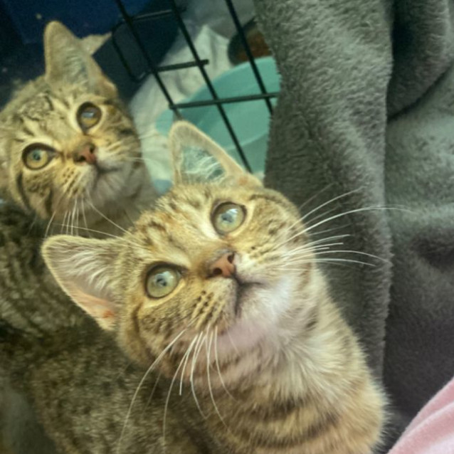 Photo of Mayday **2nd Chance Cat Rescue**