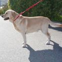 Photo of Captain