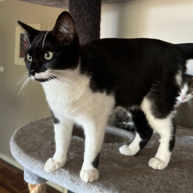 Photo of Matilda **2nd Chance Cat Rescue**