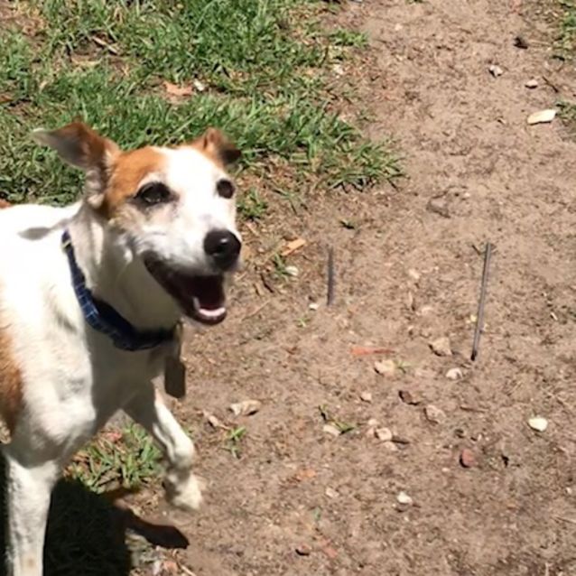 Duncan Small Male Italian Greyhound x Jack Russell Terrier Mix Dog in