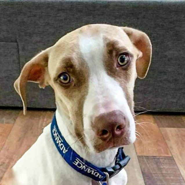 Photo of Archie ~ 5mo Bull Arab X (On Trial 28/02/21)