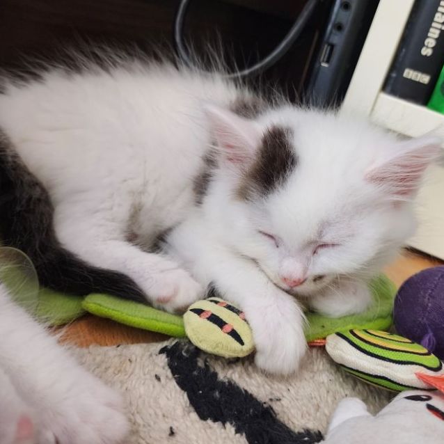 Photo of Snowball ☃️