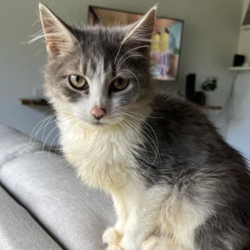 Small Paws Animal Rescue QLD PetRescue