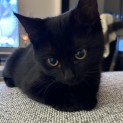 Photo of Pikelet