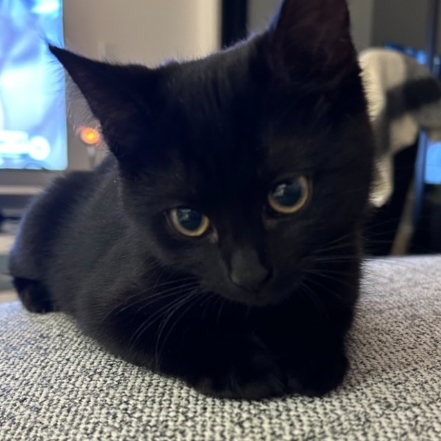 Photo of Pikelet