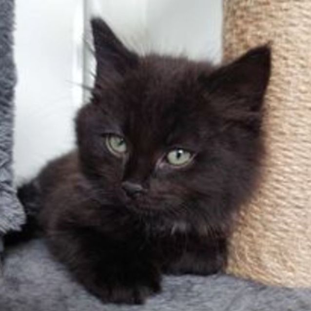 Photo of Nightfalcon 