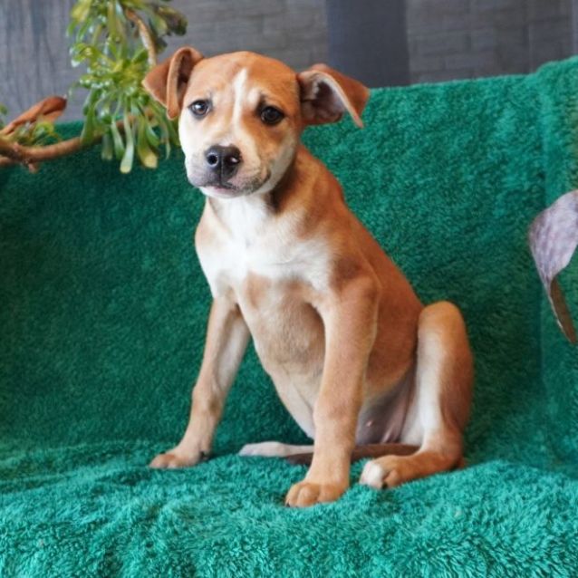 Photo of Annie