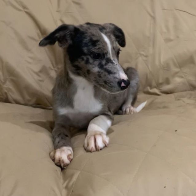 Merle whippet cheap