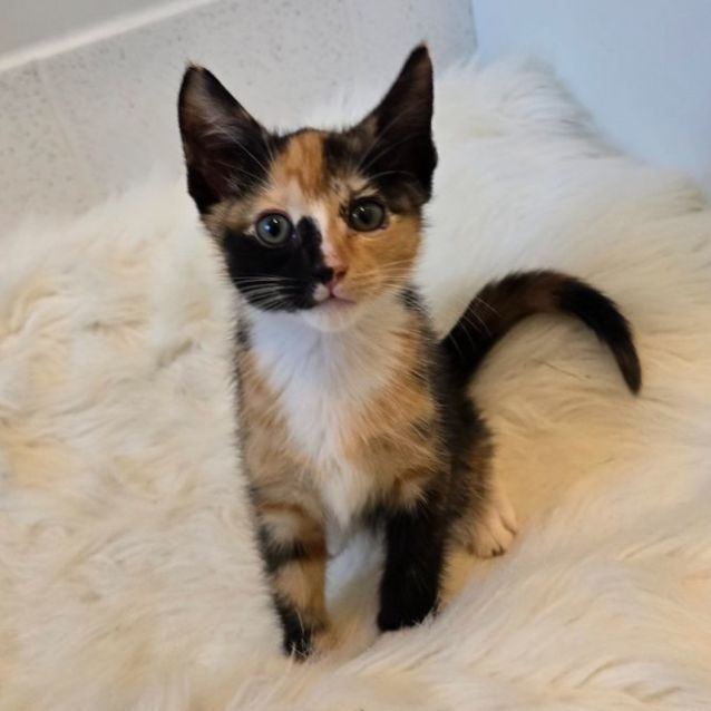 Photo of 🤍 Dot 🤍