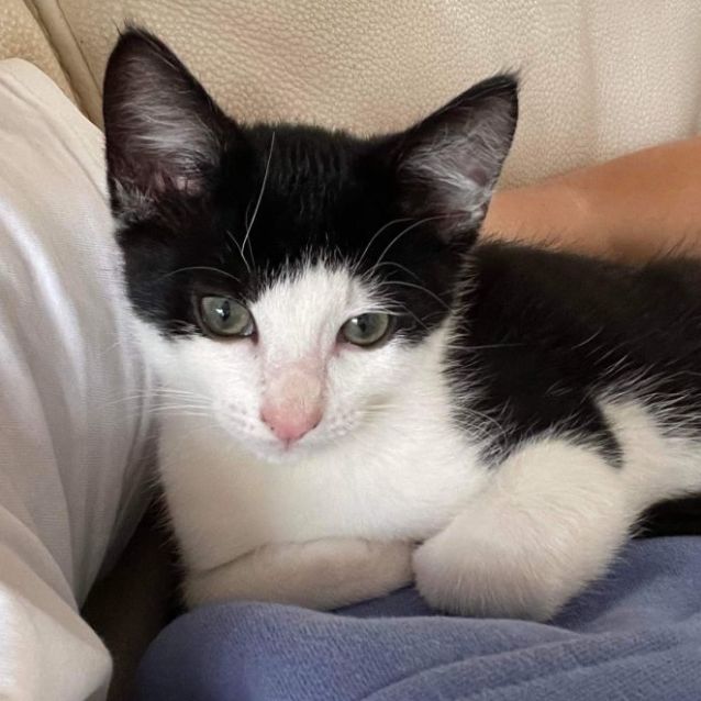 Photo of Paul Stanley 