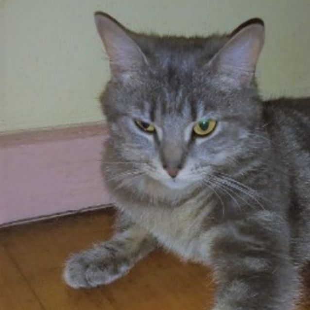 Photo of Helga ^^Dandy Cat Rescue^^