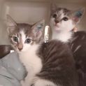 Photo of Autumn **2nd Chance Cat Rescue**