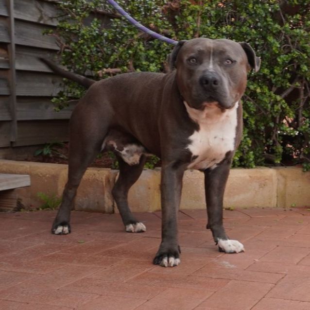 Blue american staffy clearance