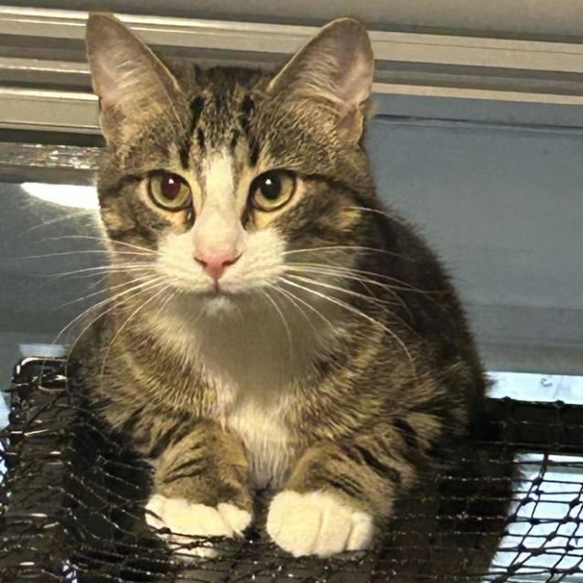 Photo of Lentil (Located In Boronia)