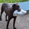 Photo of Moose
