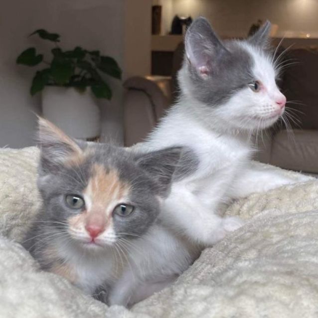 Photo of 💖 Posh 💖