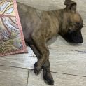 Photo of Tiggy
