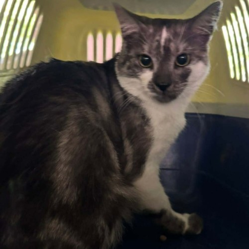 Ridge**2nd chance cat rescue**