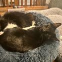 Photo of Cinder **2nd Chance Cat Rescue**