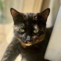 Photo of Tortie