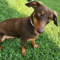 Photo of Rusty