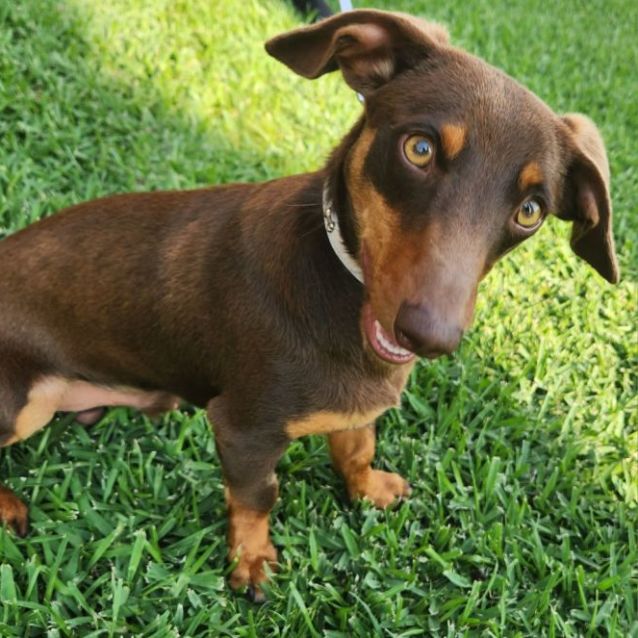 Photo of Rusty