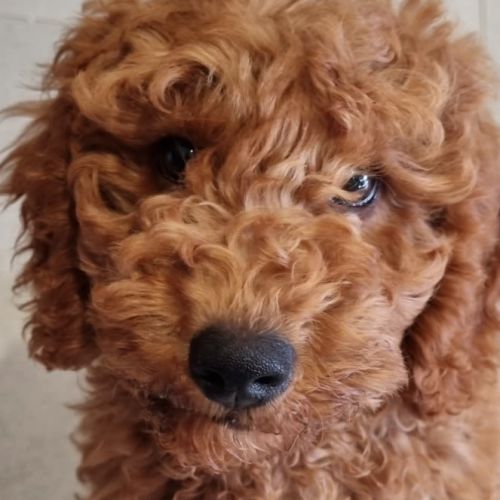 Mo