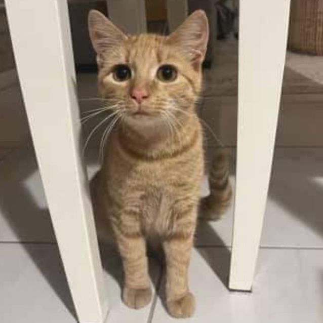 Photo of Goldie