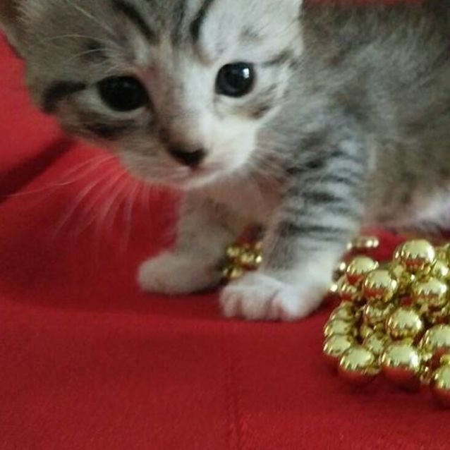 Photo of Celesta 