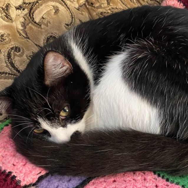 Photo of Monty   Located In Bellfield