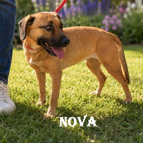 Nova