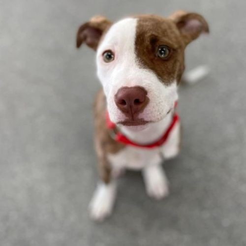 Hazel 