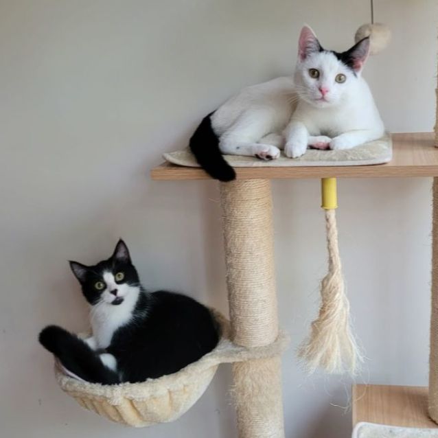 Photo of Sophie & Romeo
