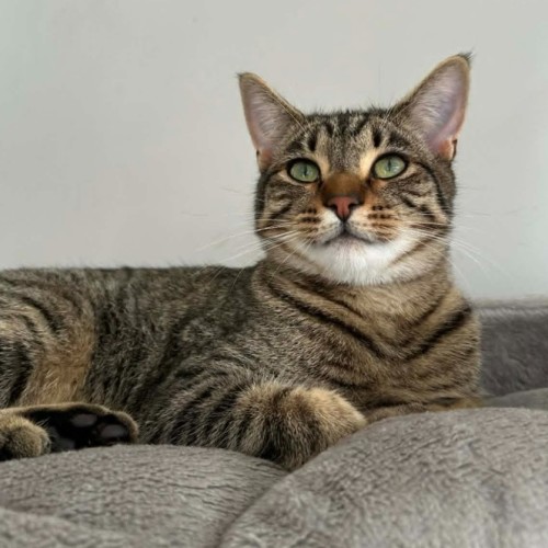 Klaus