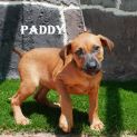 Photo of Paddy